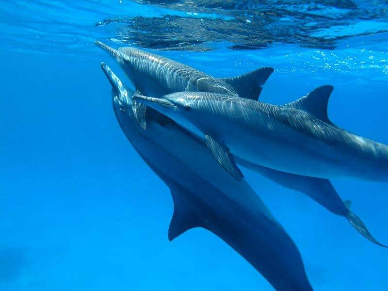 dolphins snorkeling sataya dolphin house 