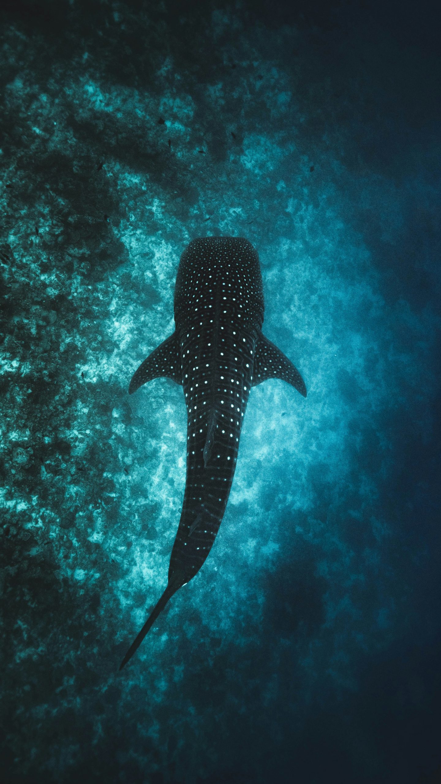 Whale shark feeding near the surface in La Paz Bay
