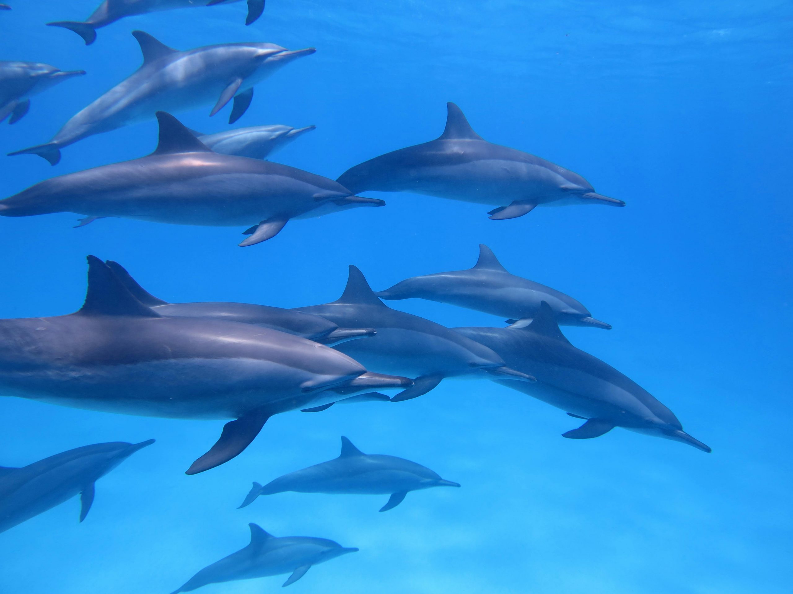 Spinner dolphins in the Red Sea, Egypt