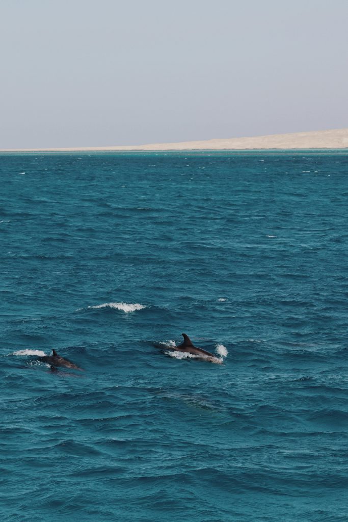 dolphins snorkeling sataya dolphin house 