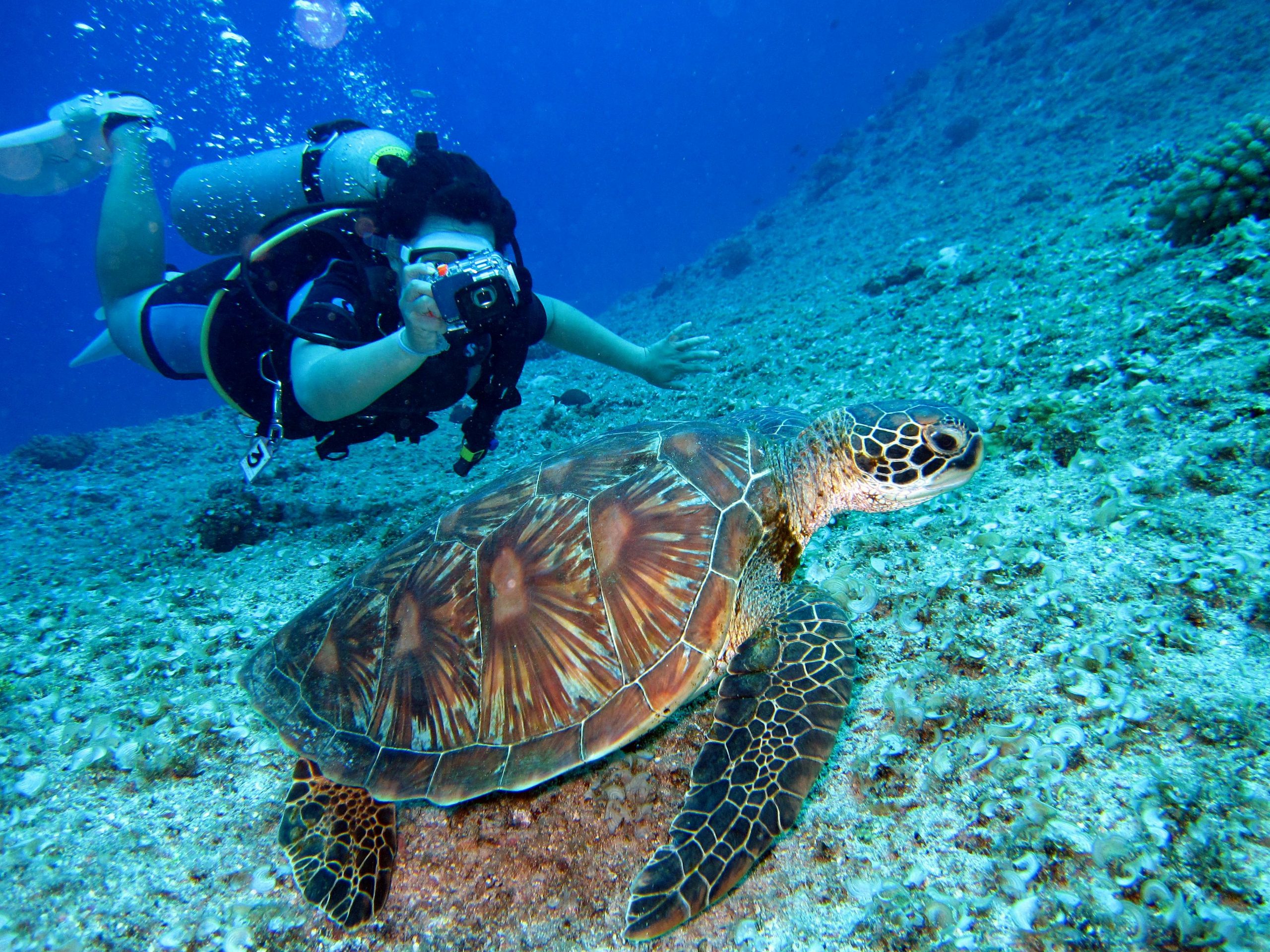 Diver at 25–30 metres depth in open blue water, typical of AOWD liveaboard routes