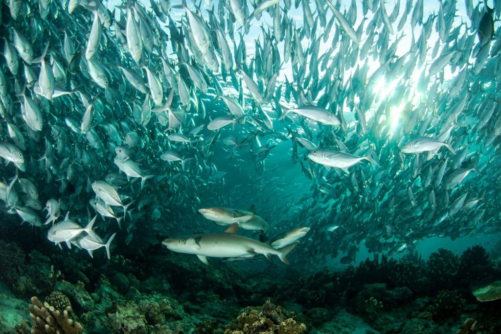 Solo diver exploring a reef on a liveaboard