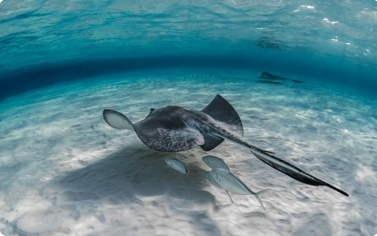 Manta ray gliding over a coral cleaning station reef