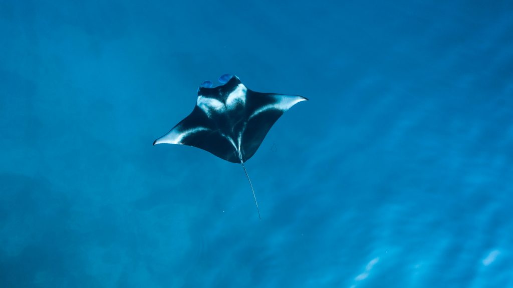 Diver descending over a coral reef on a liveaboard trip