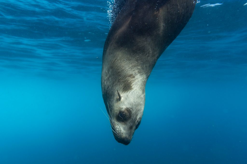 Sea lion approaching diver underwater, Galápagos Islands