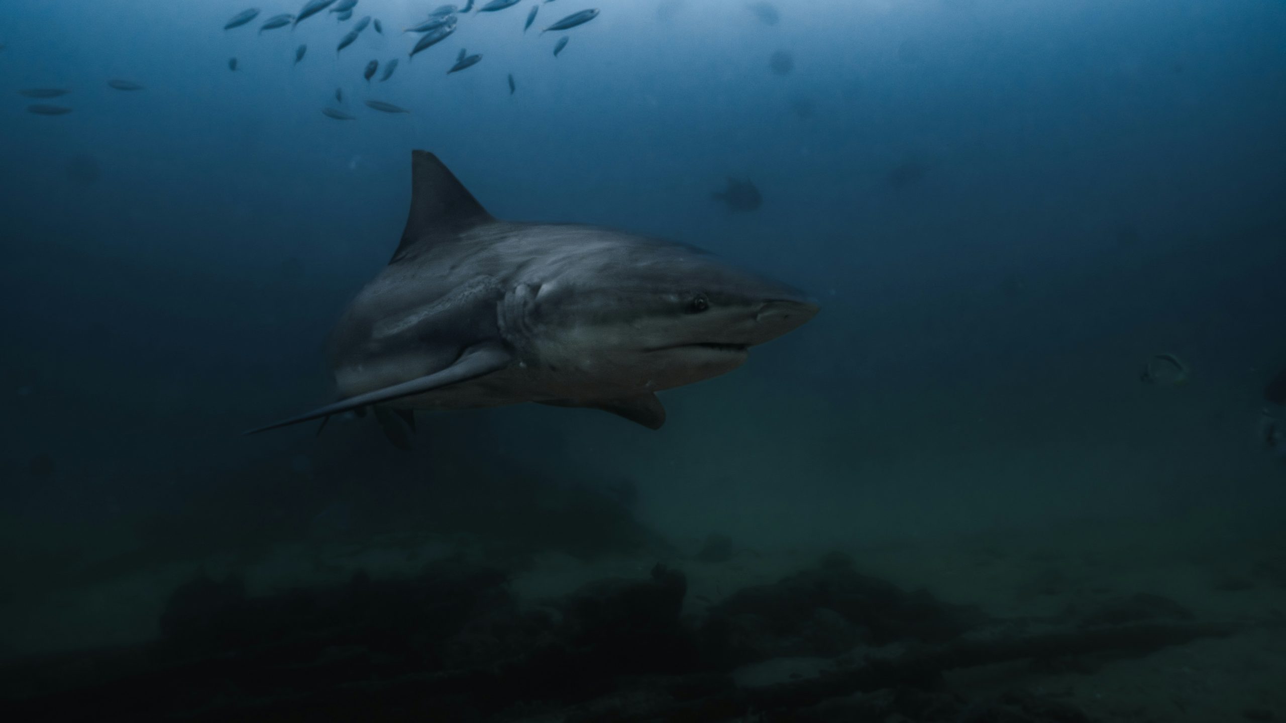Bull shark at Shark Point, Playa del Carmen