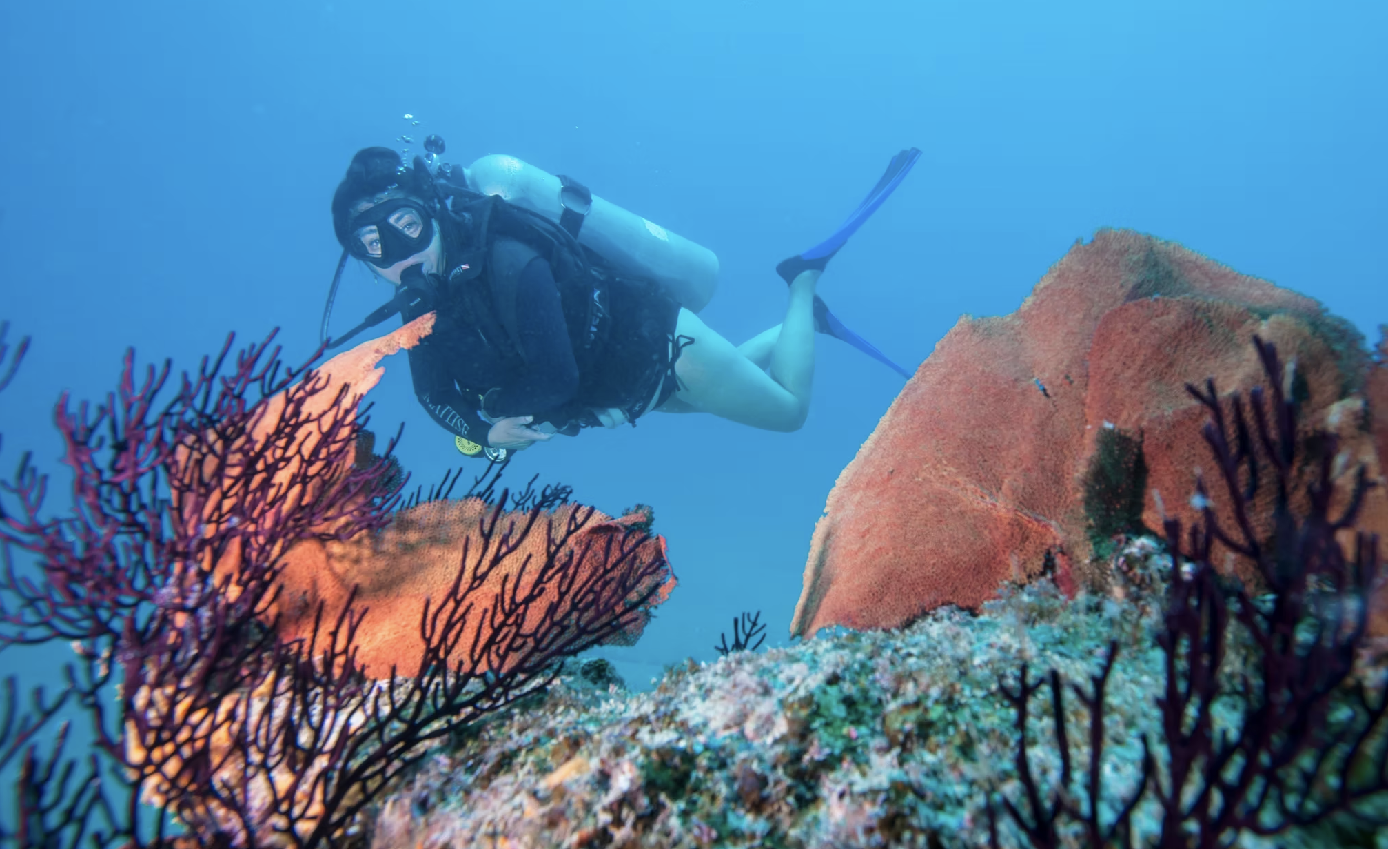 Diver underwater with the Cabo Pulmo dive team