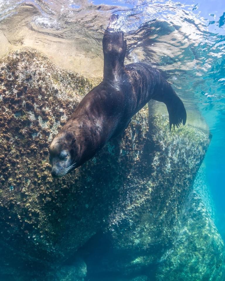 Sea lion at La Lobera dive site, Cabo Pulmo