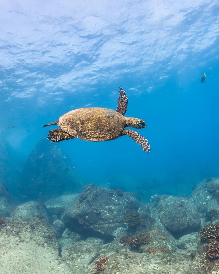 Sea turtle on a reef in Cabo Pulmo National Marine Park