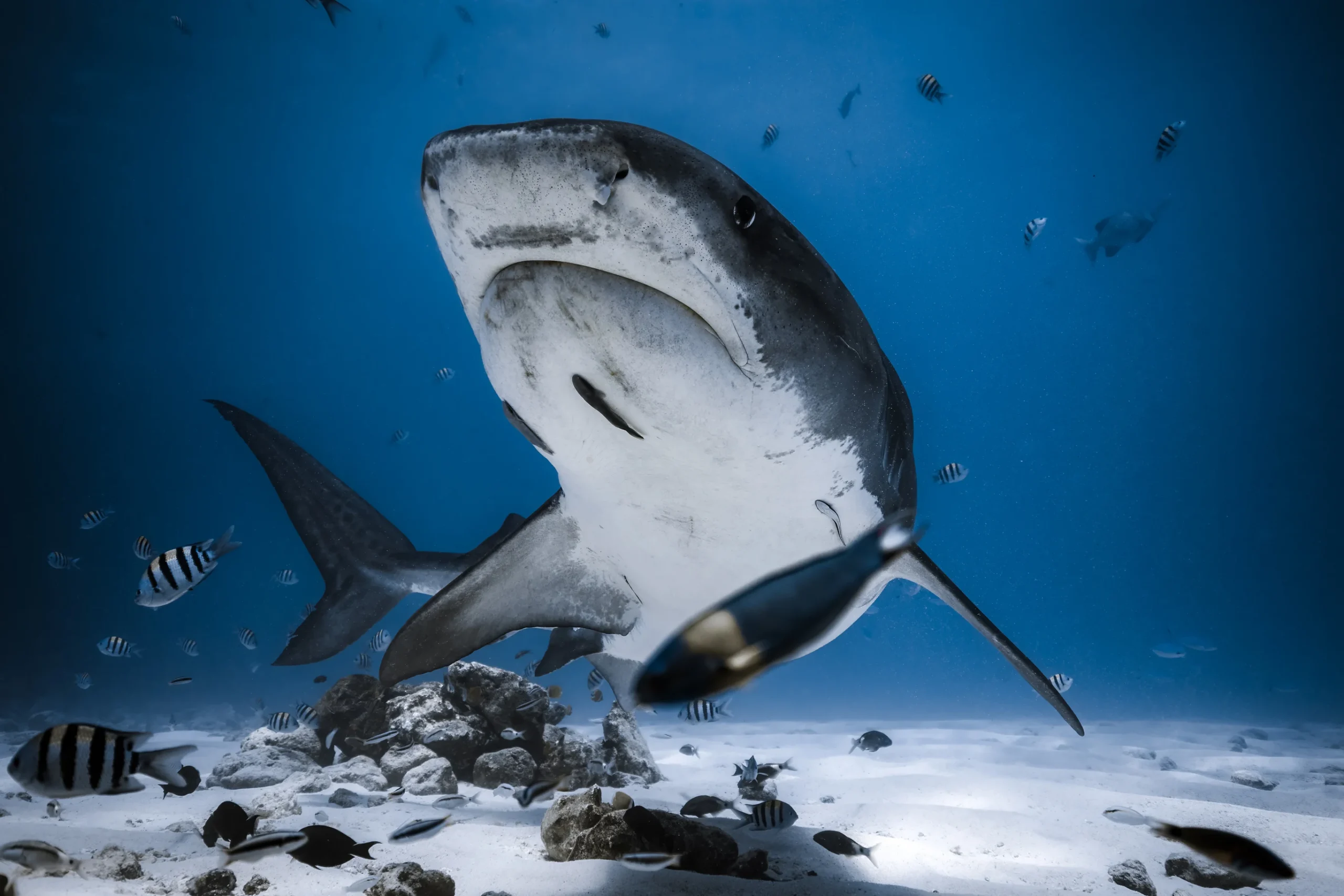 Shark diving at Fuvahmulah, Maldives
