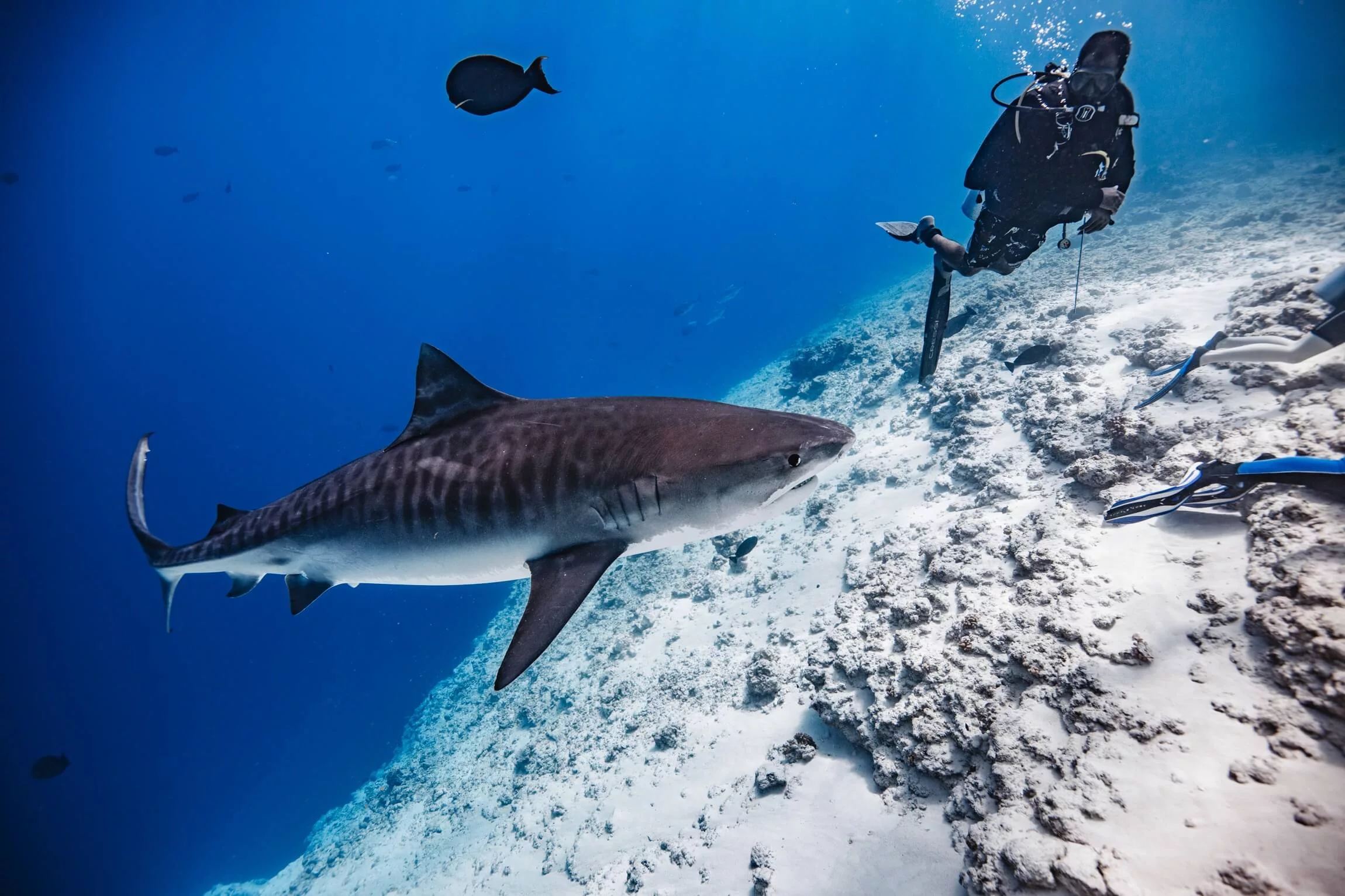 Tiger shark diving at Fuvahmulah