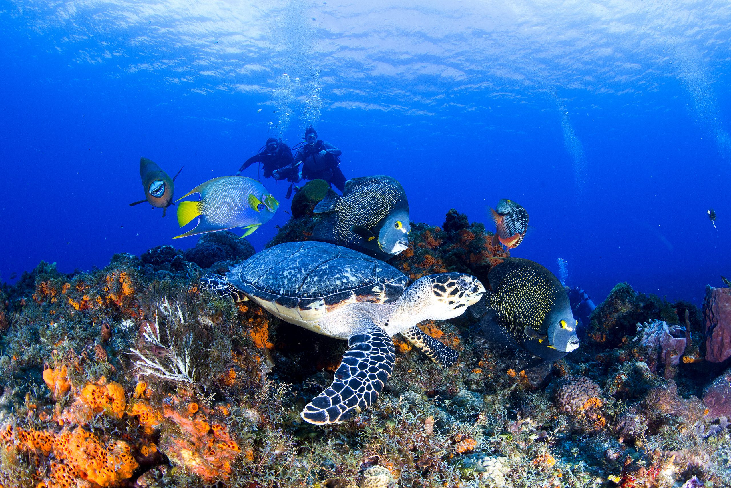Turtle and reef fish, Cozumel