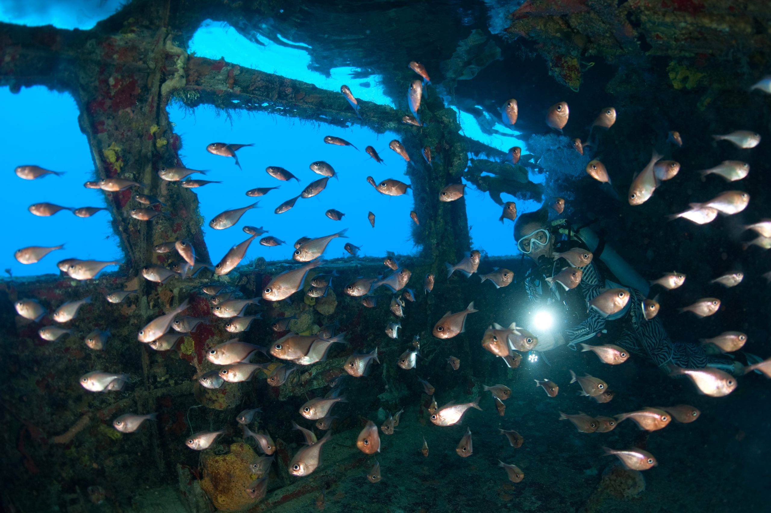 Reef fish underwater, Playa del Carmen
