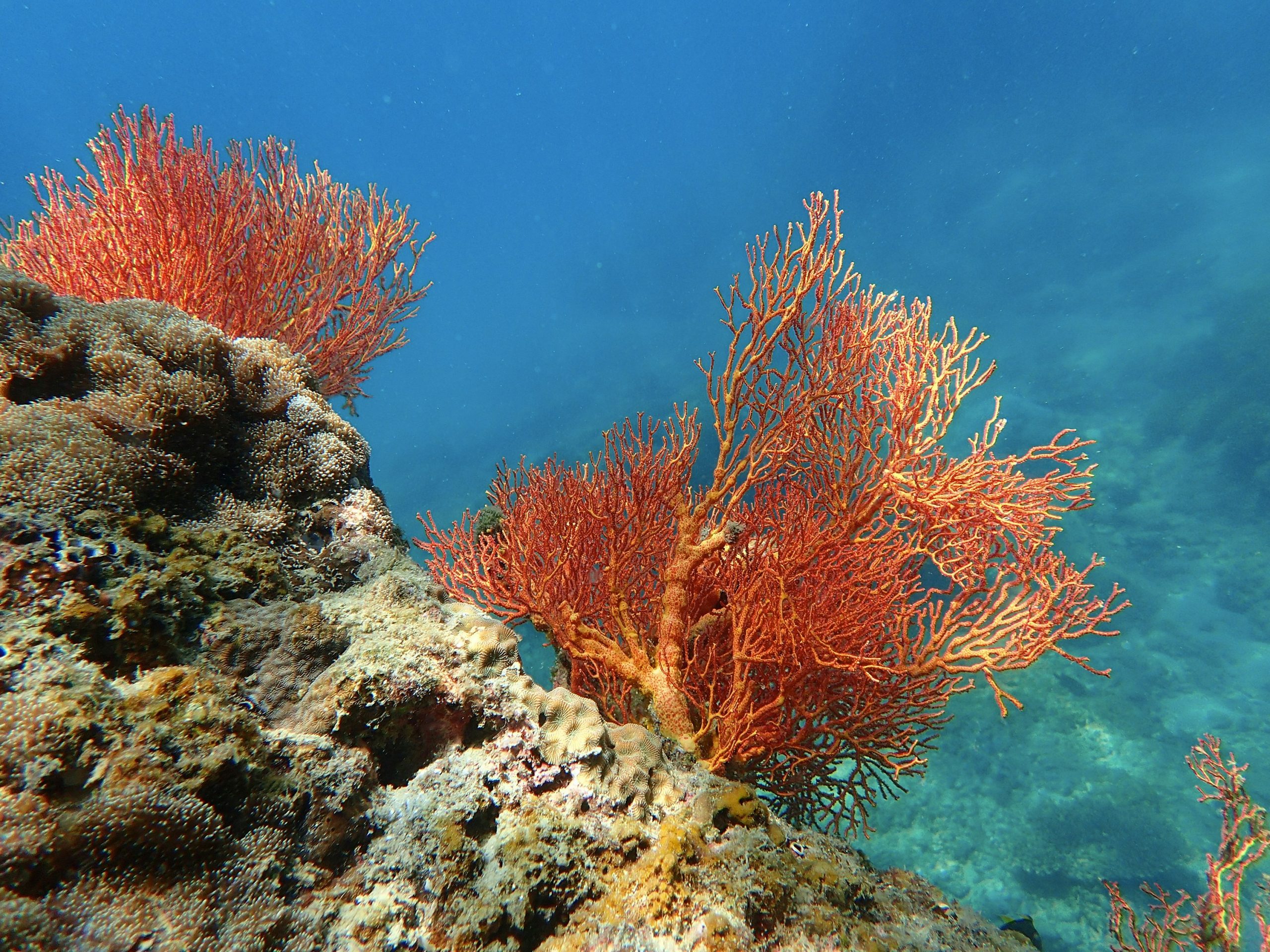Coral reef in Fuvahmulah, Maldives
