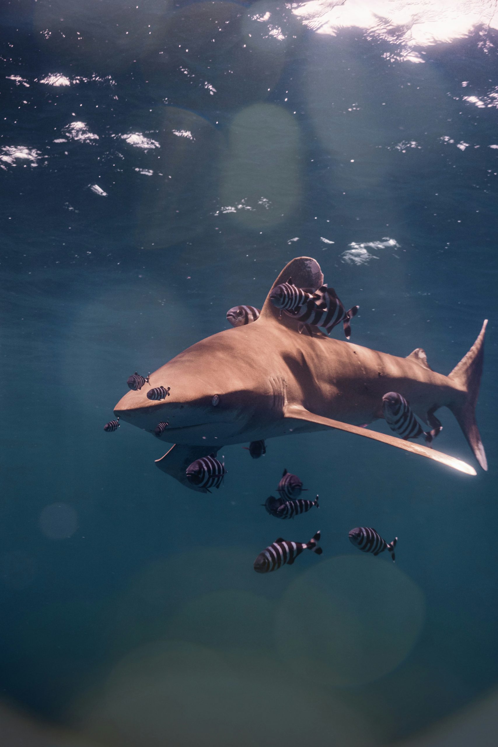 Tiger shark Fuvahmulah
