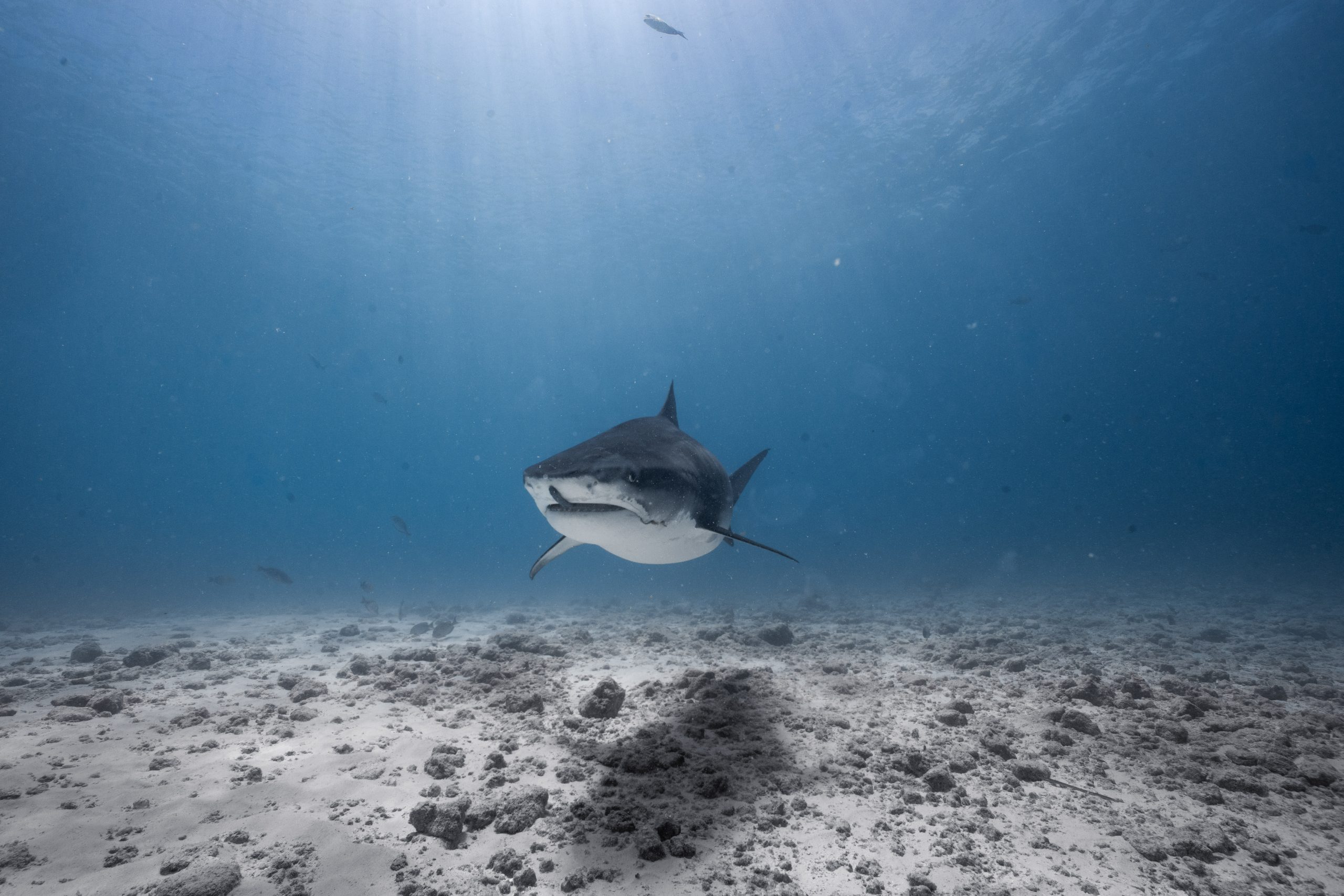 Tiger shark closeup