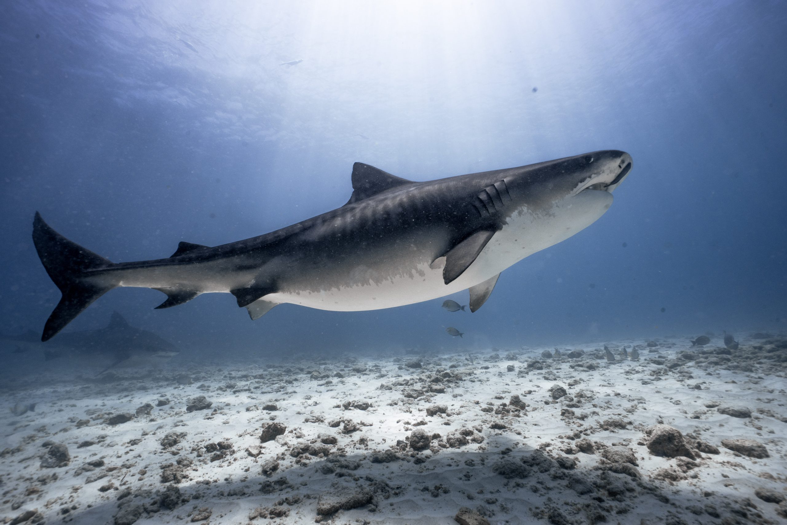 Shark underwater Fuvahmulah