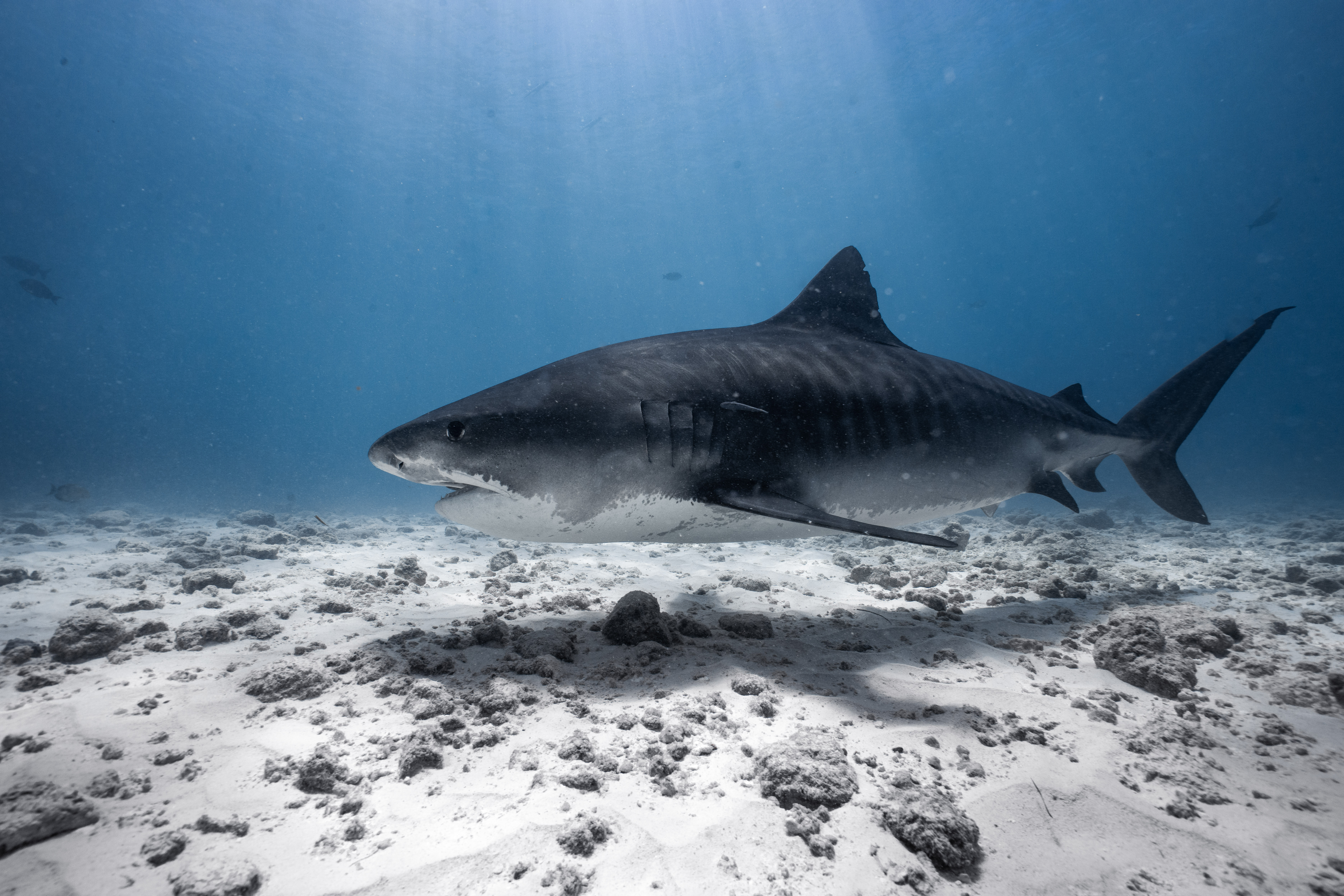 Tiger shark sandy bottom