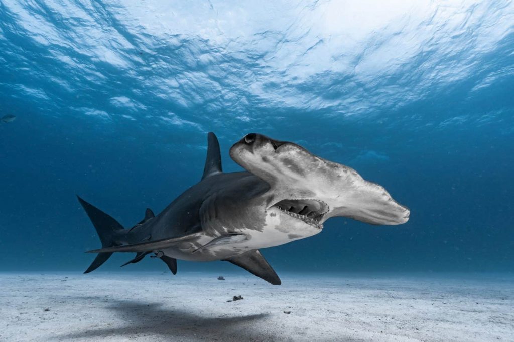 Hammerhead shark school in open blue water, Pacific Ocean