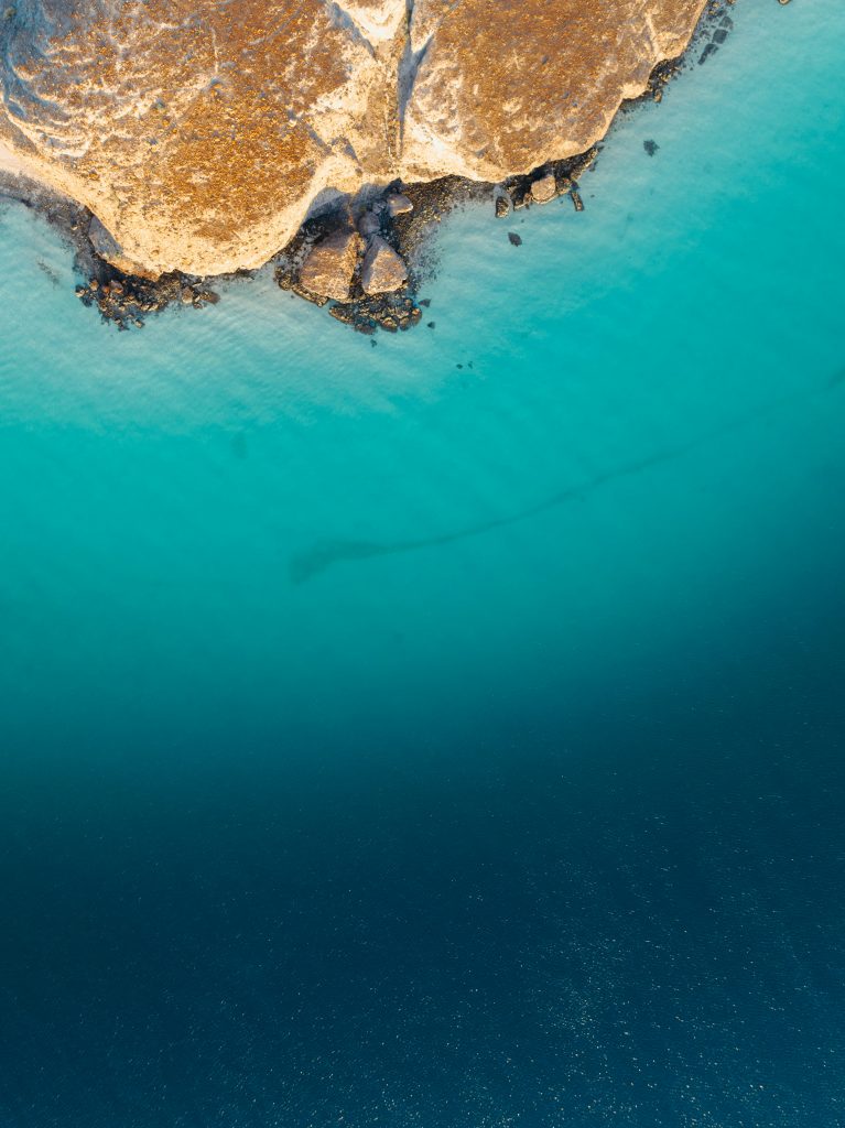 Sea lions at Los Islotes dive site, La Paz Mexico