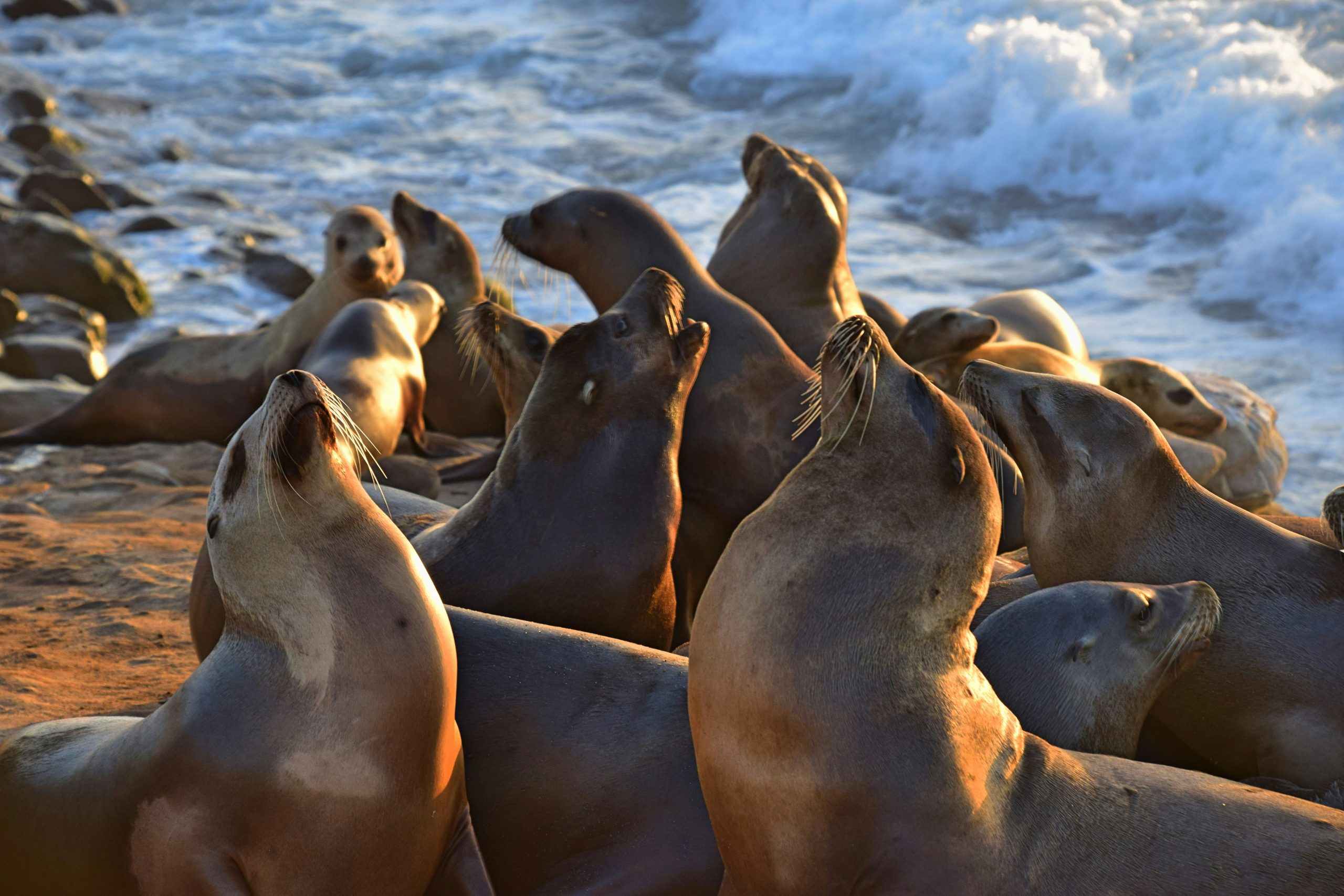 Sea lion underwater at Los Islotes dive site La Paz Mexico