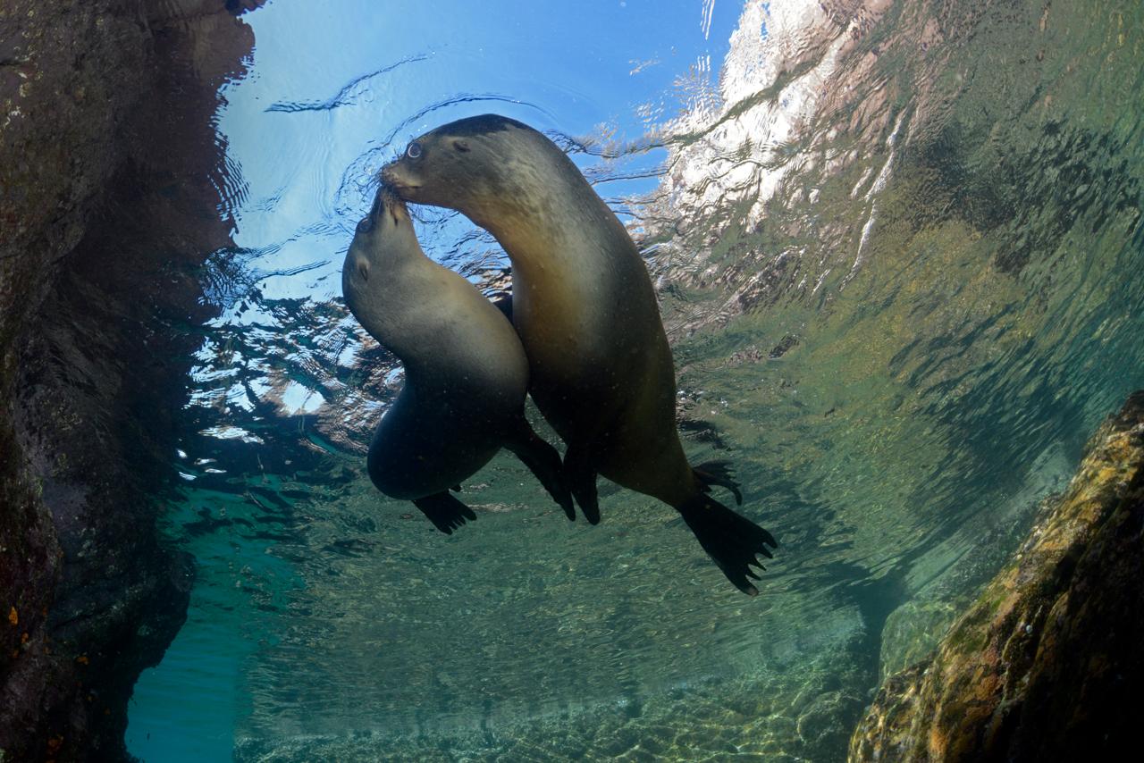 Pair of California sea lions underwater at Los Islotes, La Paz