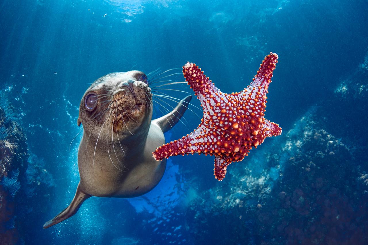 Sea lion playing with a starfish, Sea of Cortez