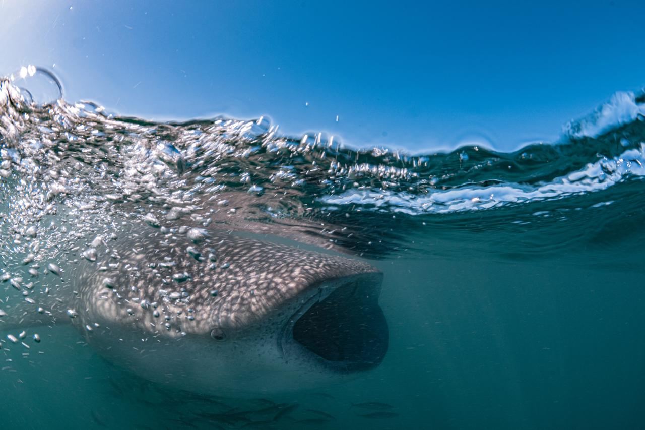 Whale shark close to snorkelers in La Paz Bay