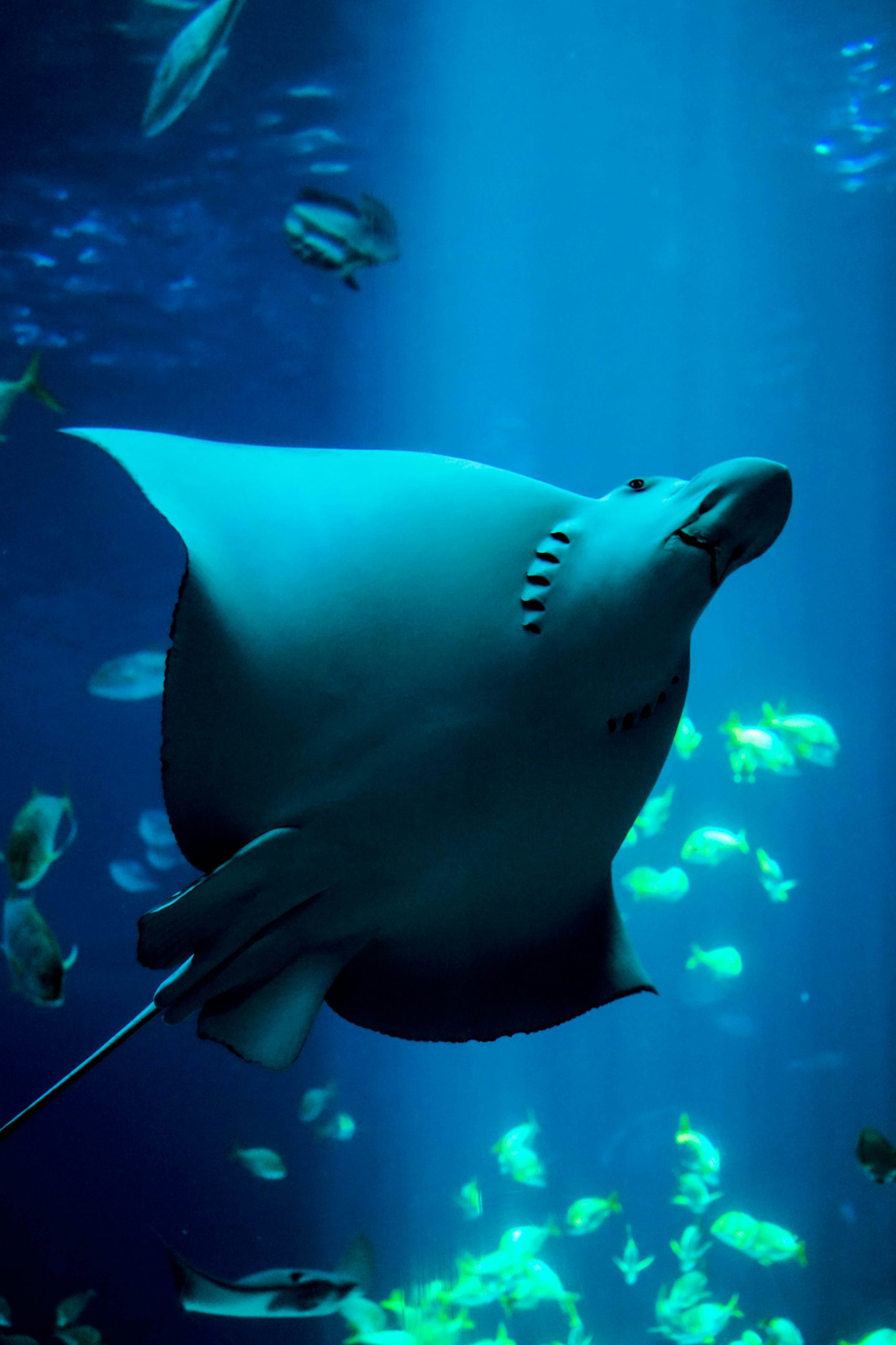 Mobula ray migration aggregation school Sea of Cortez Espiritu Santo