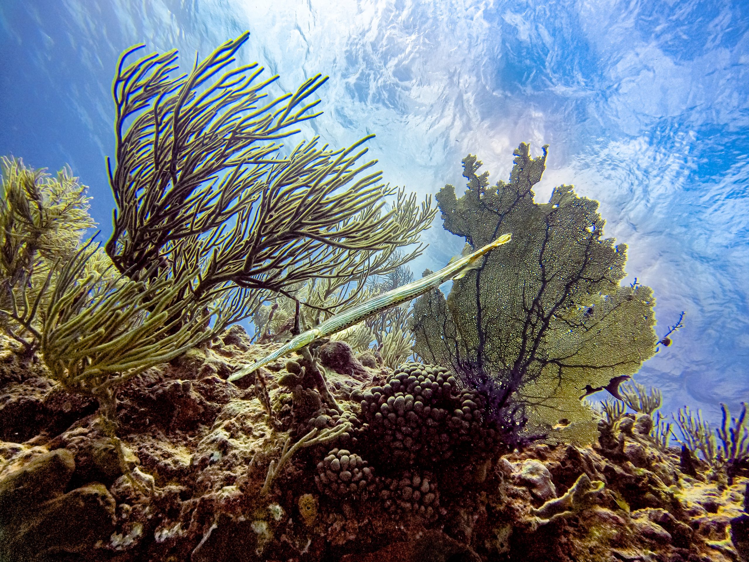 Coral reef, Playa del Carmen