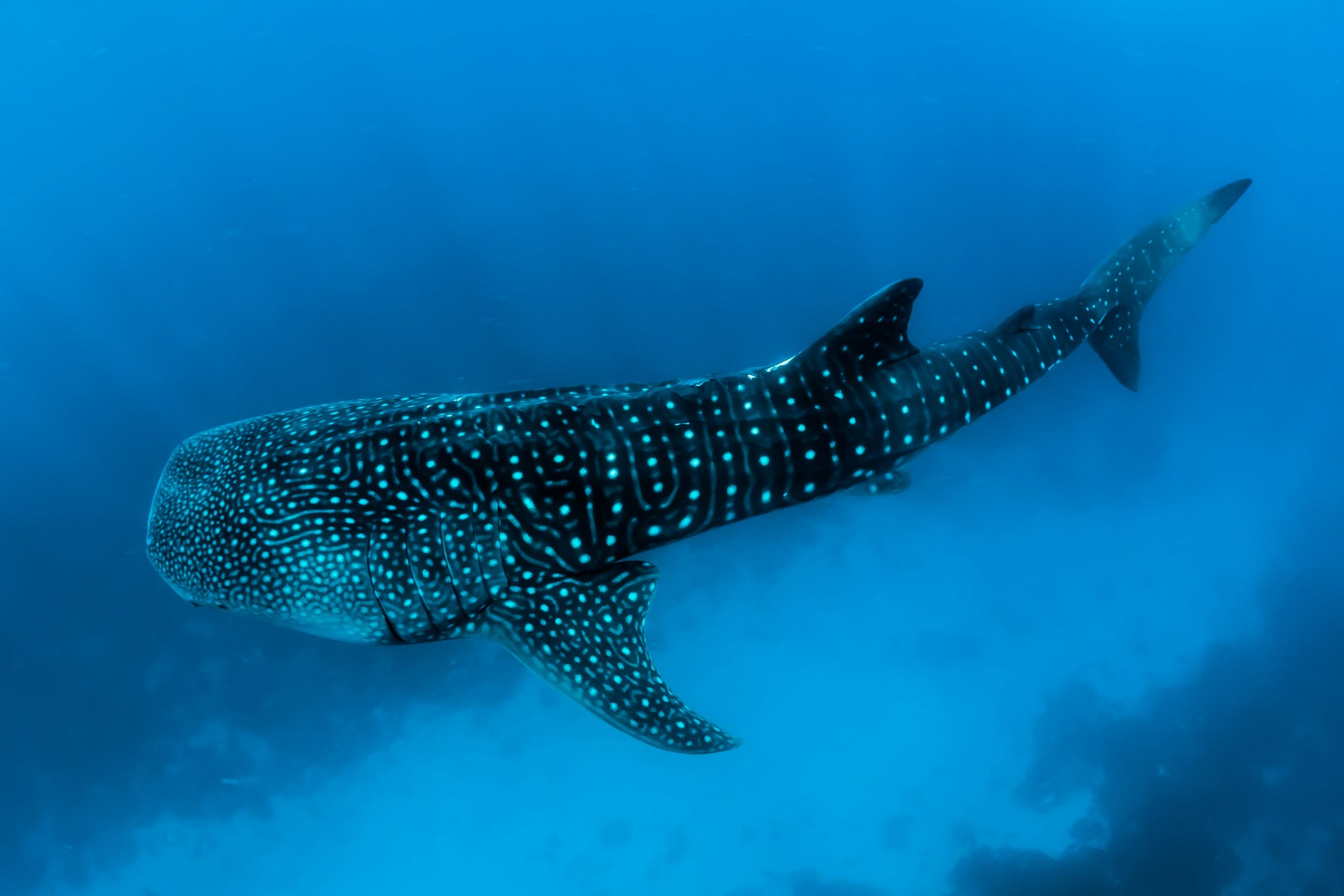 Whale shark in the Sea of Cortez, Mexico