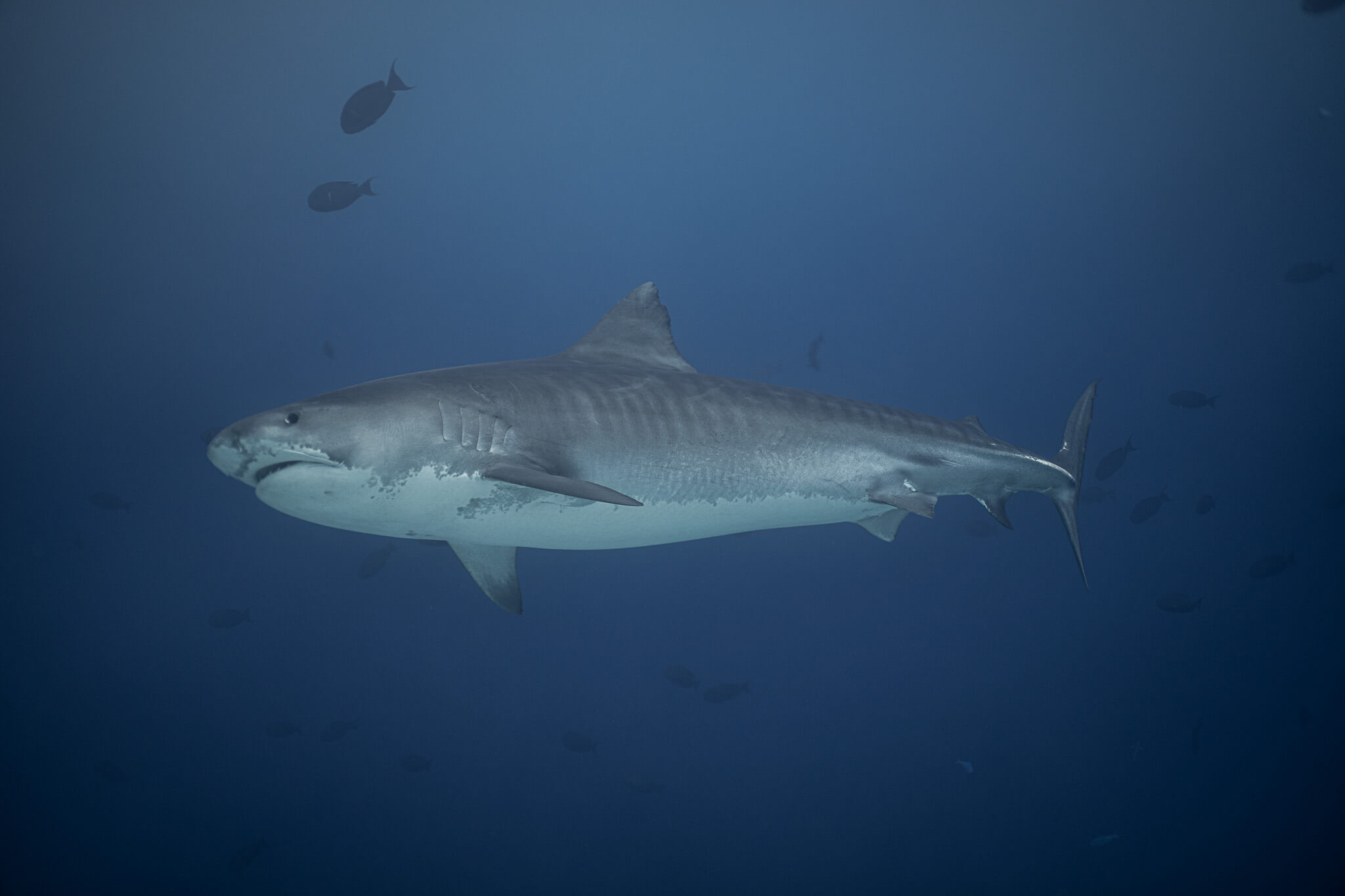 Tiger shark, Fuvahmulah Maldives