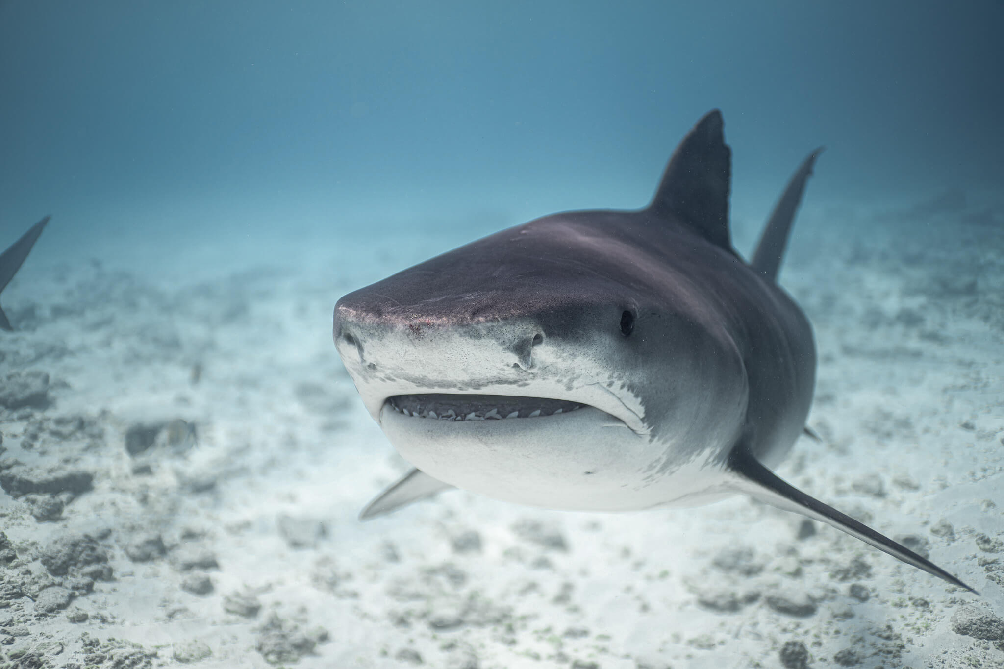 Tiger shark diving in Fuvahmulah, Maldives