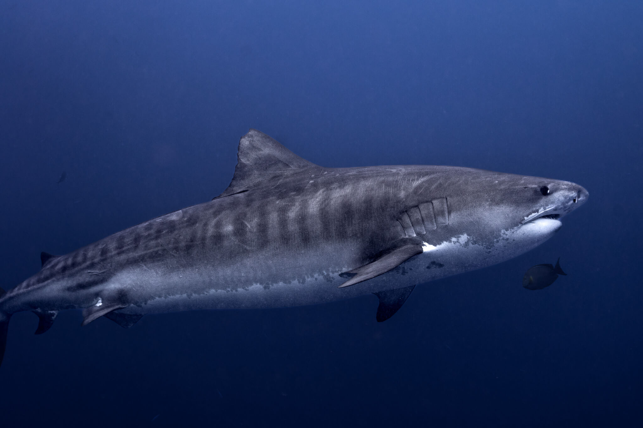 Diver with tiger shark, Fuvahmulah