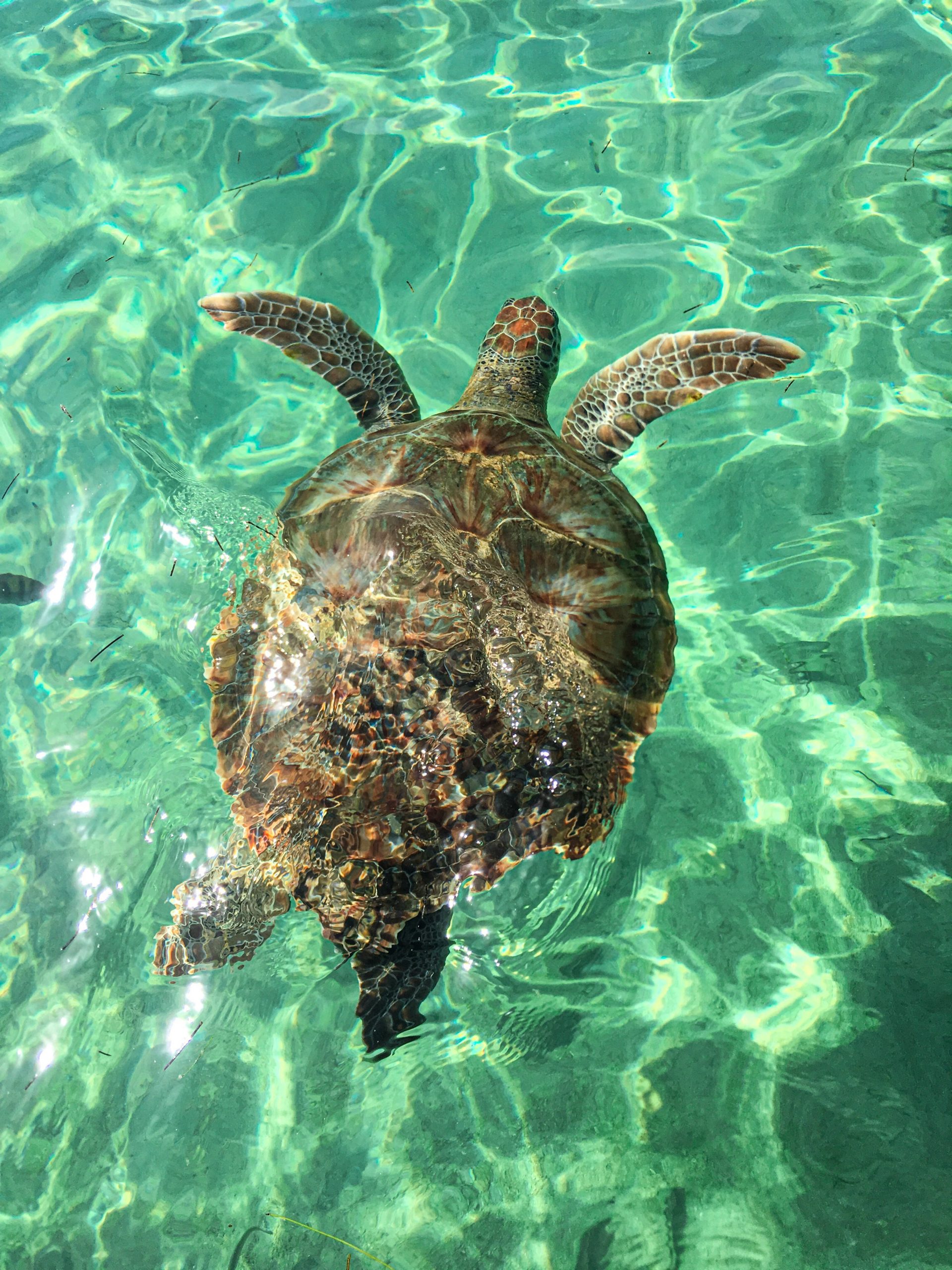 Turtle in clear water, Phocea Mexico