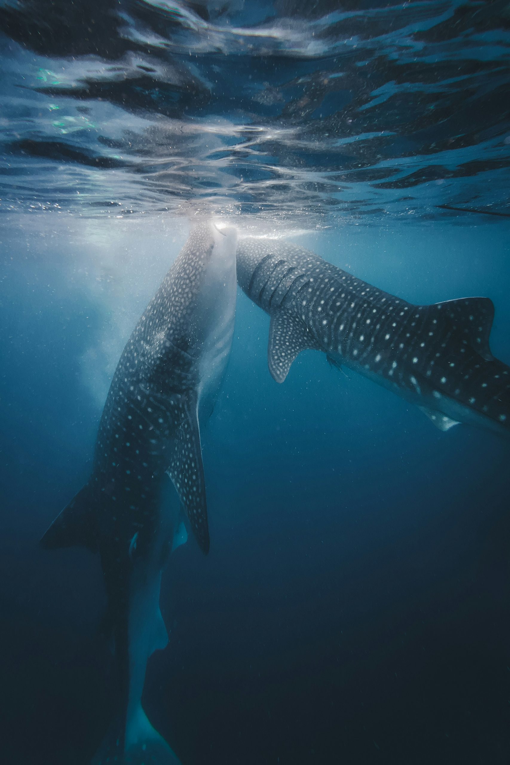 Two whale sharks swimming in La Paz Bay Baja California