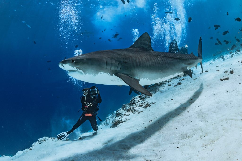 Fuvah tiger shark