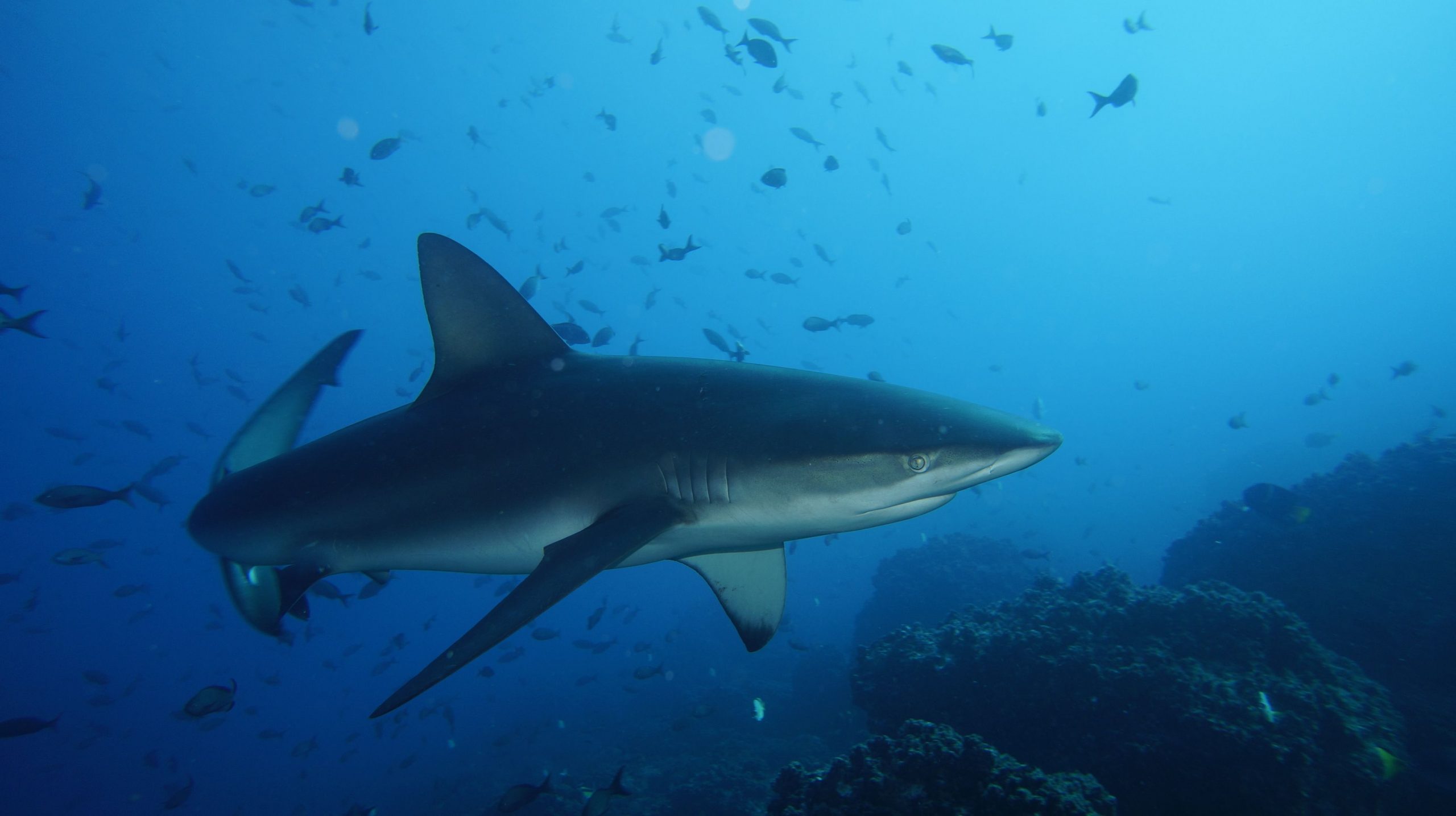 Grey reef shark patrolling a coral wall at Little Brother