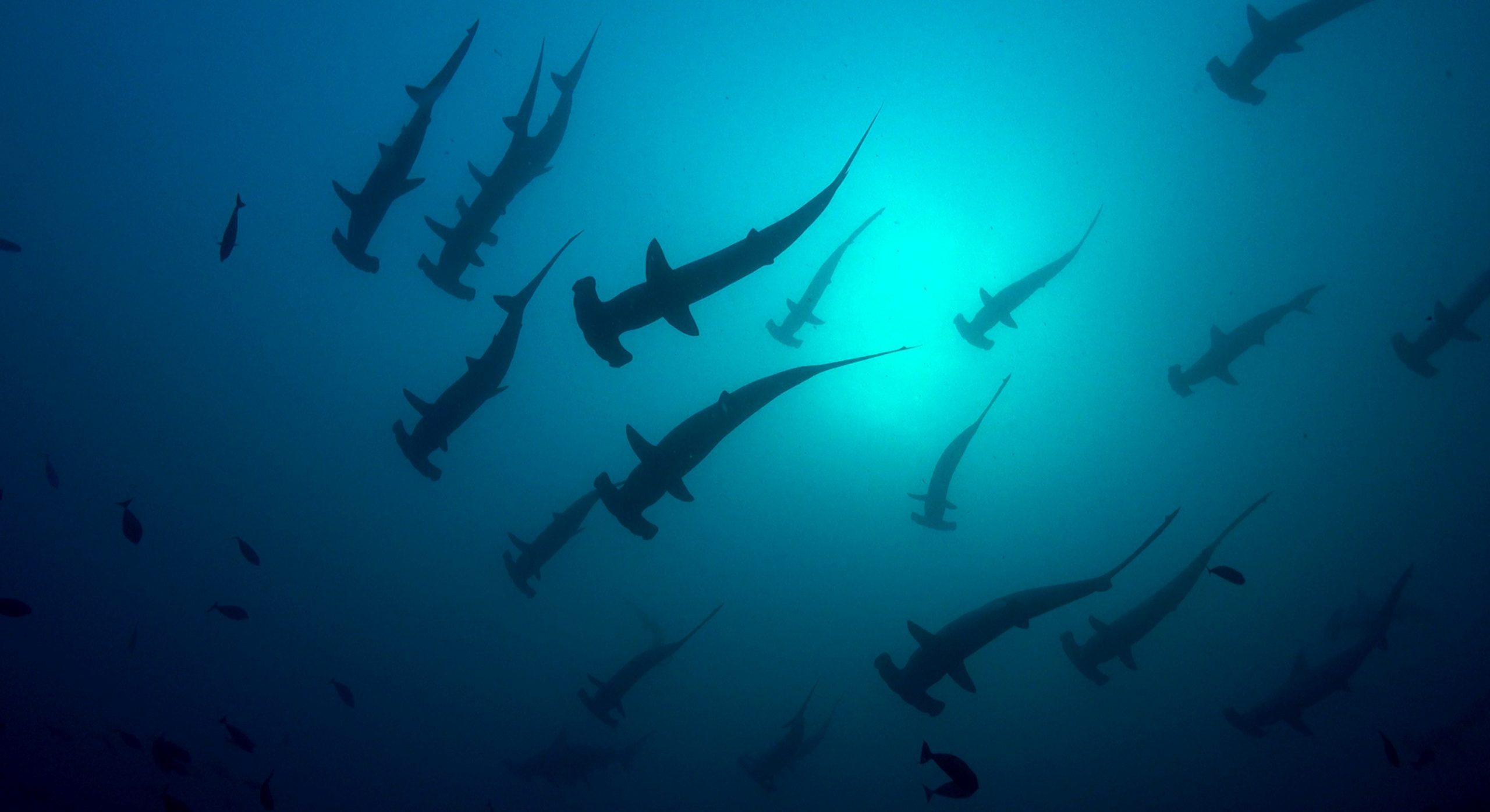 Schooling hammerhead sharks
