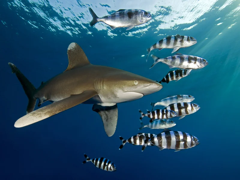 Oceanic whitetip shark in the Red Sea, Egypt
