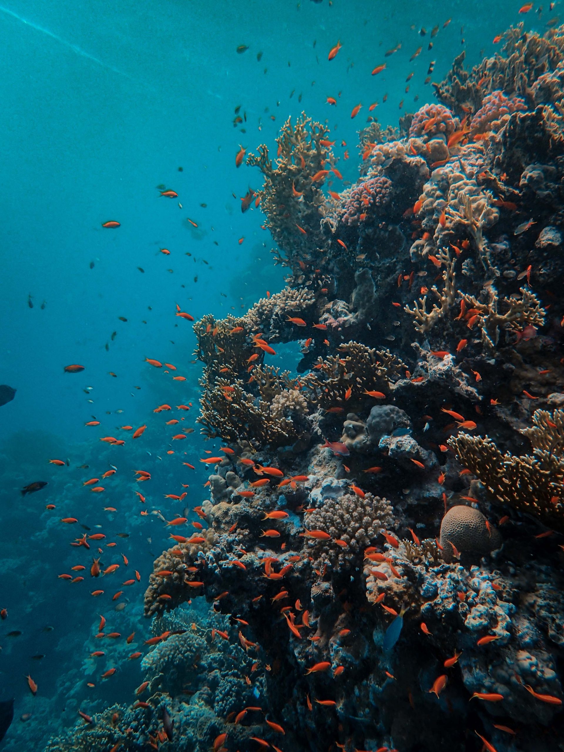 Remote reef at Zabargad Island in Egypt's Deep South