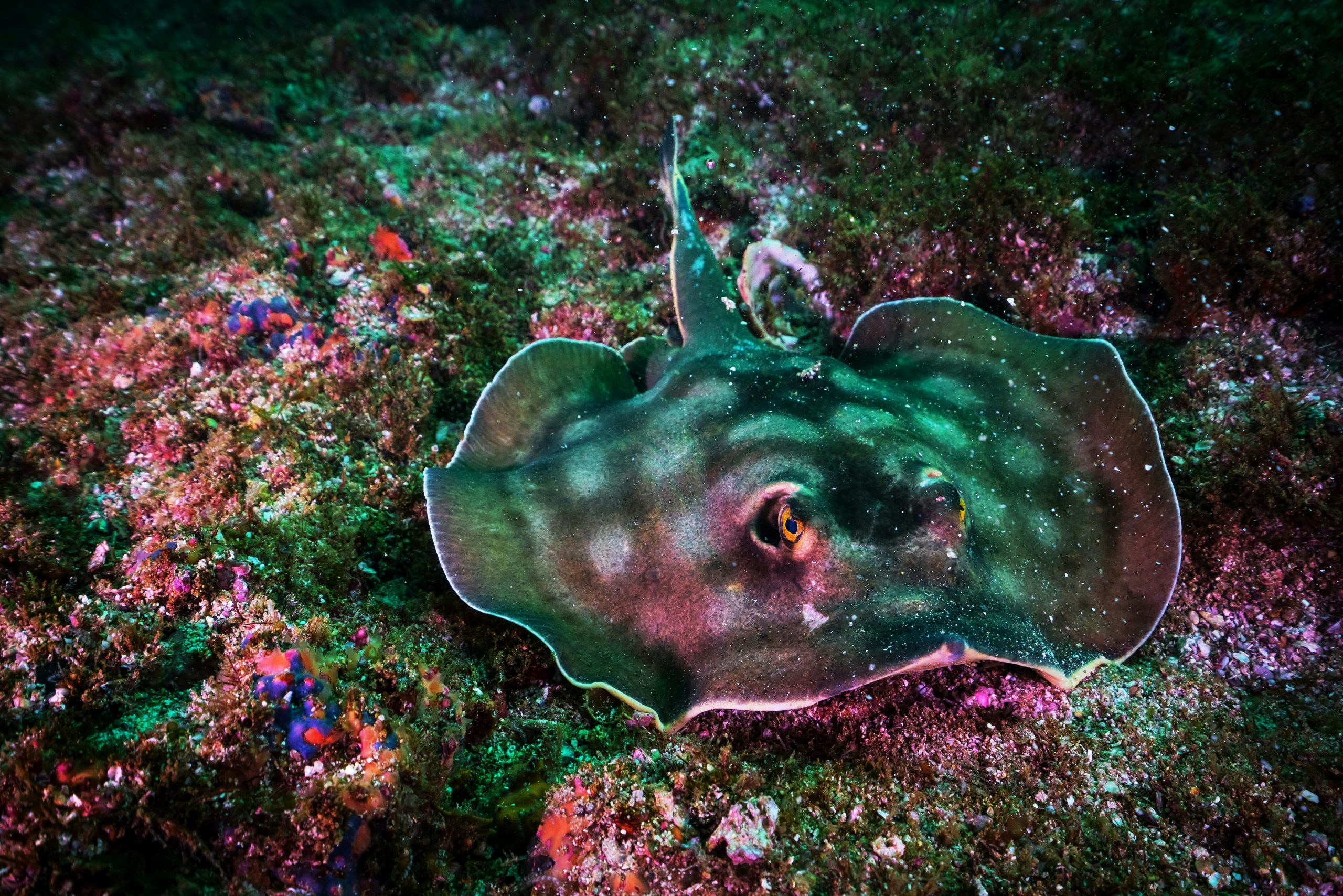 Stingray on the sand off Tulum