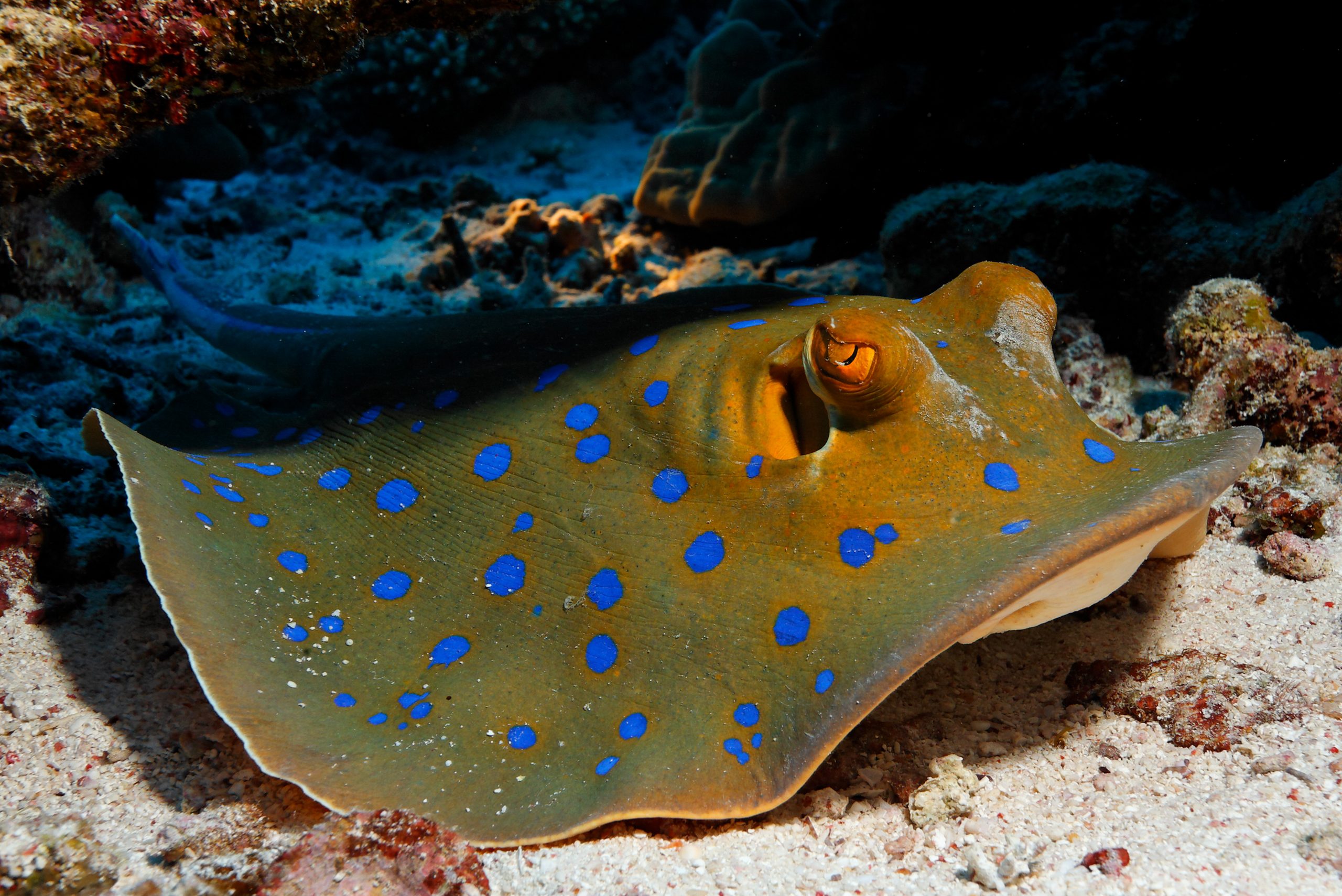 Bluespotted stingray, Red Sea