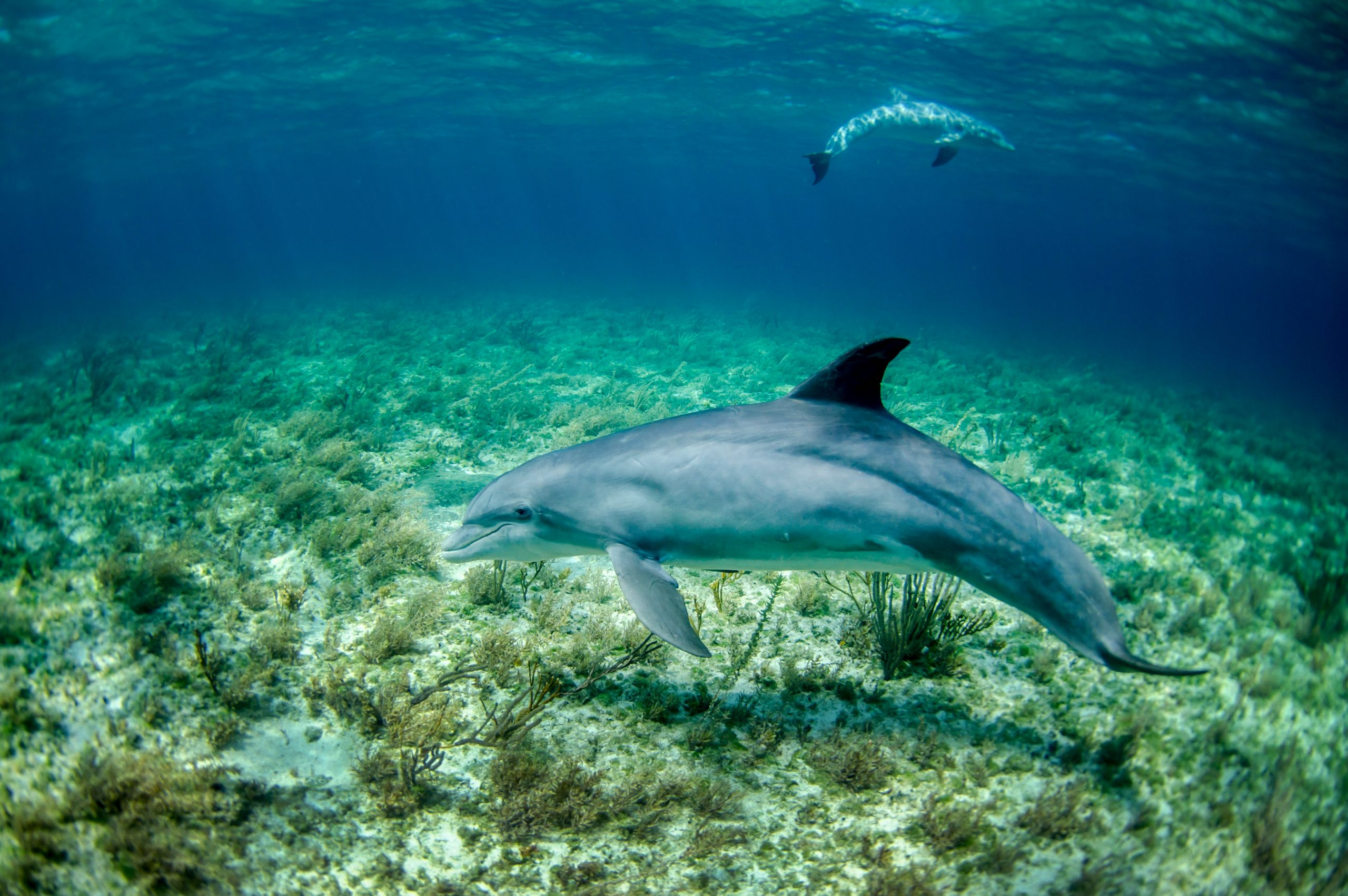 Bottlenose dolphin