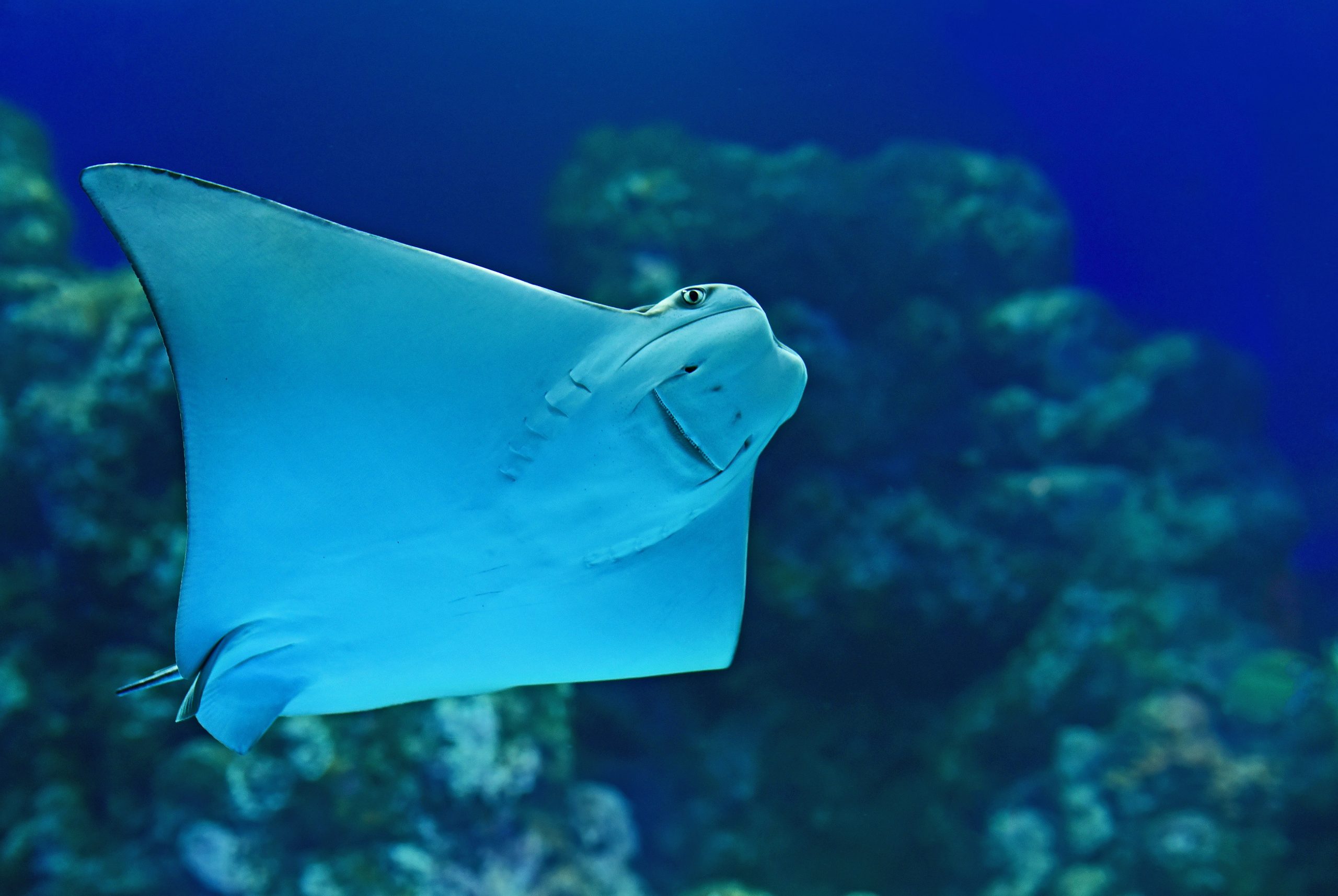Eagle ray at the wreck