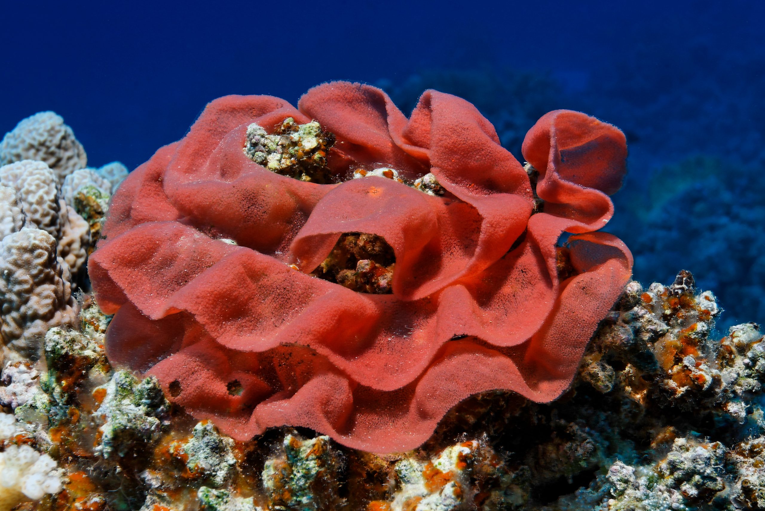 Spanish Dancer nudibranch, Red Sea