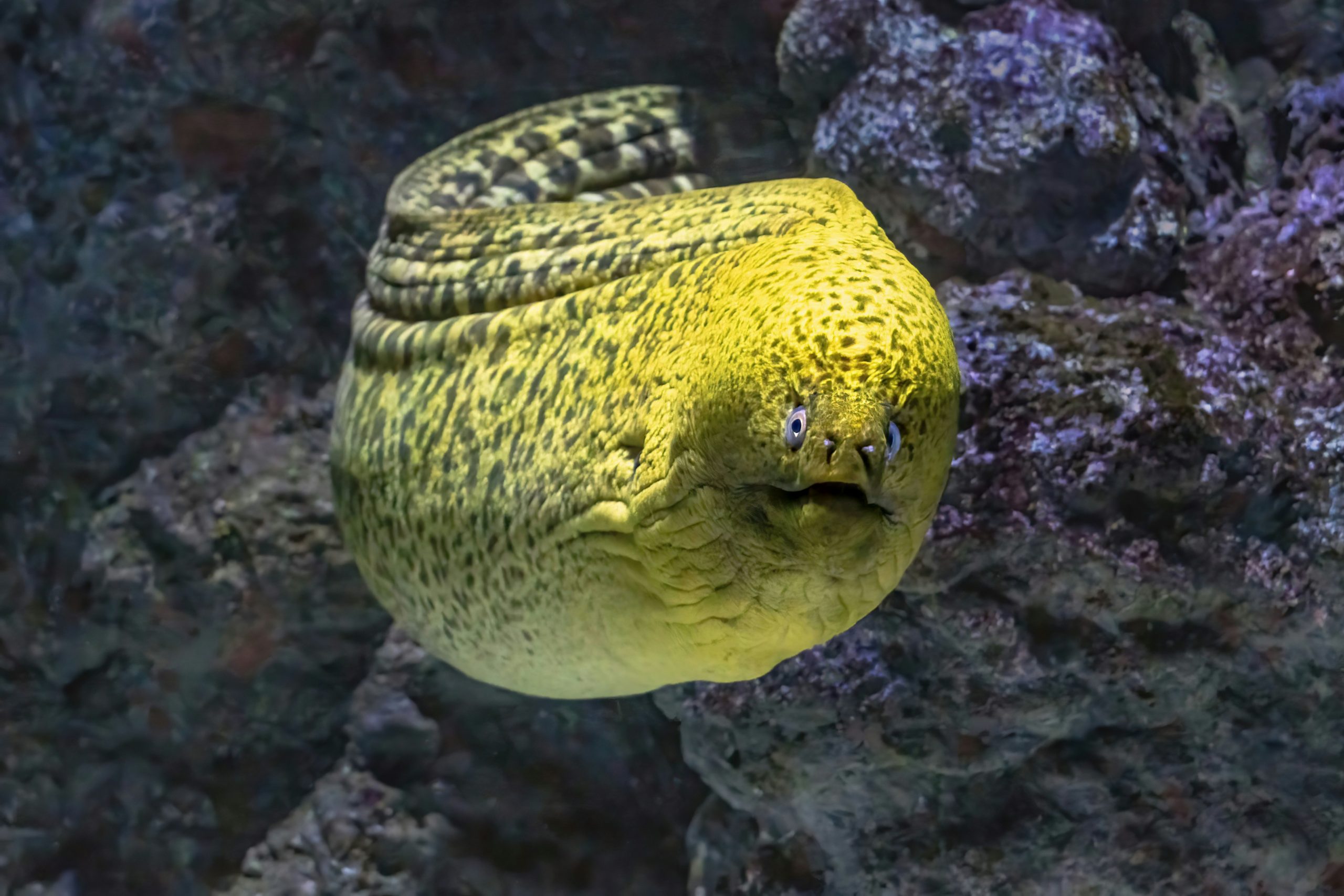 Green moray eel