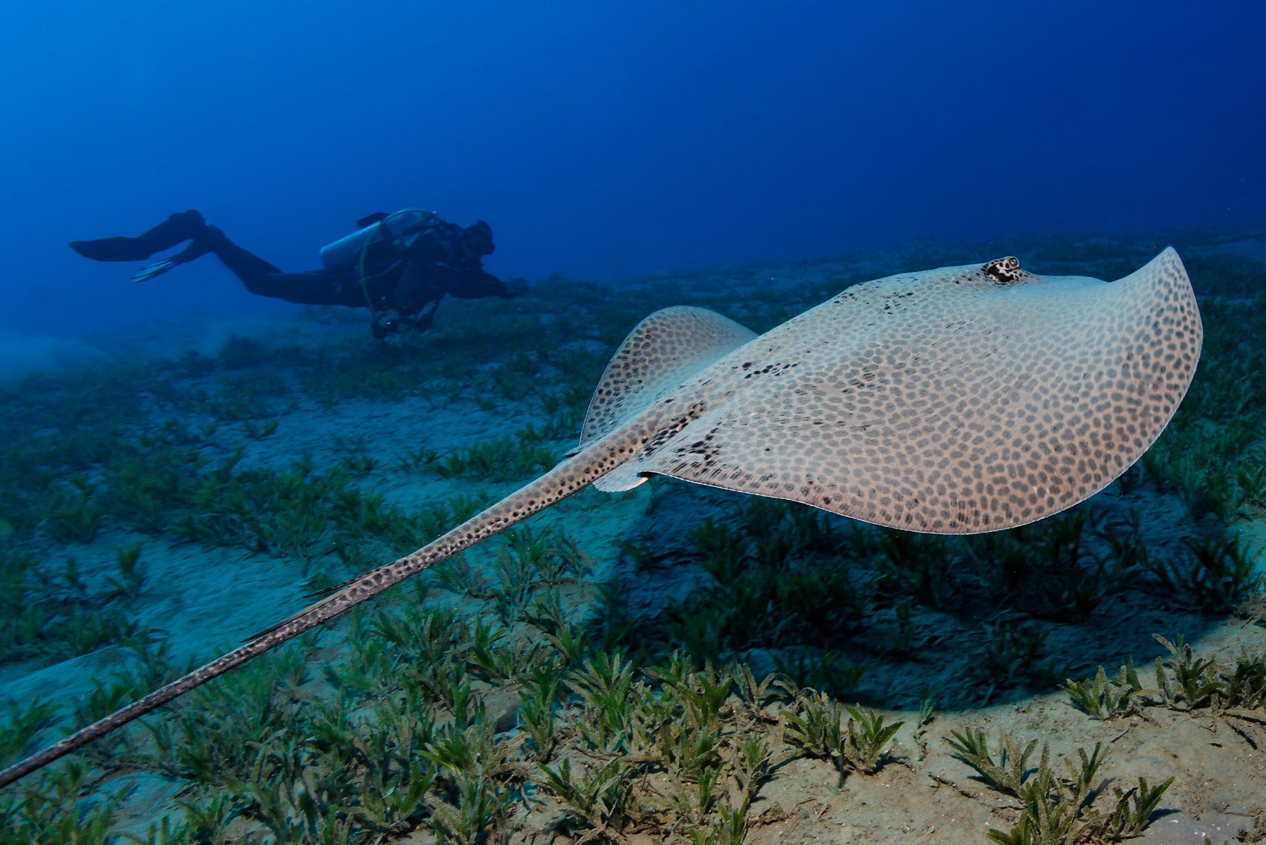 Honeycomb whipray, Red Sea