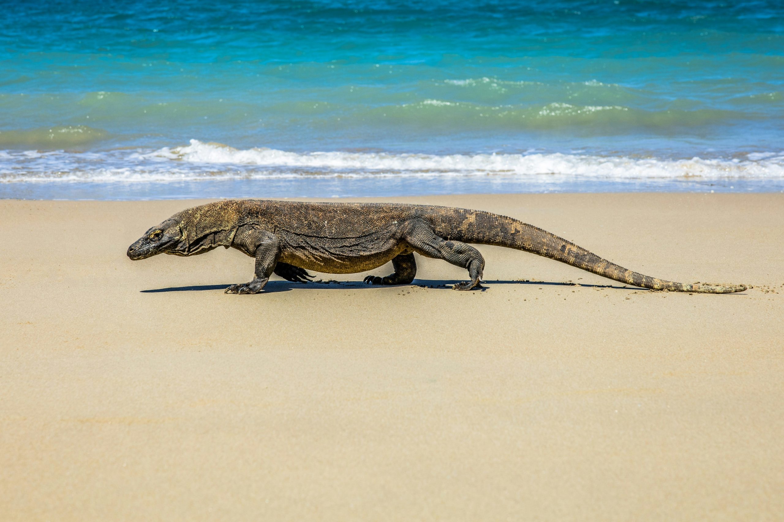 Komodo National Park megafauna and dragon habitat