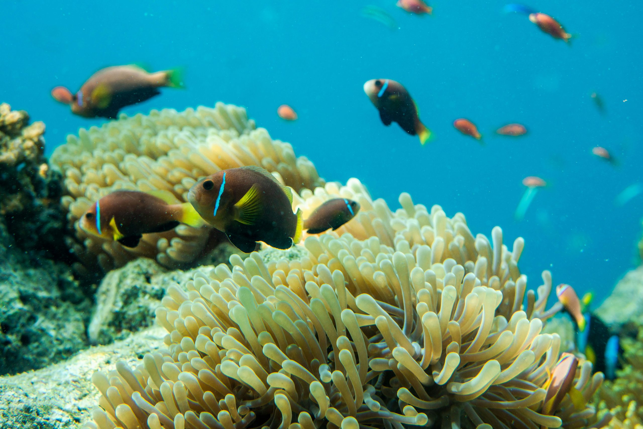 South Ari Marine Protected Area reef, Maldives